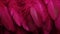 Generative AI, Beautiful viva magenta pink closeup feathers, photorealistic background.