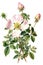 Generative AI. Botanical illustration of white wild rose with green leaf leaves, elegant dog-rose floral flower blossom petals,