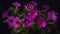 Generative AI Calibrachoa is a genus of plants in the Solanaceae family business concept.