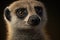 Generative AI. Close-up portrait of a meerkat standing and watching around