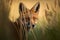 Generative AI. Close up of a red fox (vulpes vulpes) in the meadow