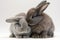 Generative AI. Close up of two cute little rabbits, hugging each other