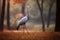 Generative AI : Common Crane Grus grus relax in the nature habitat