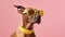 Generative AI, Cool Canine: Dog Donning Sunglasses