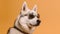 Generative AI, Cool Canine Vibes: Siberian Husky Sporting Sunglasses