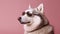 Generative AI, Cool Canine Vibes: Siberian Husky Sporting Sunglasses