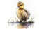 Generative AI. Cute little duck, watercolor illustration, summer holiday clipart with cartoon character good for card and print