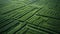 Generative AI, field of green grass with water sprinkled, aerial view drone photography.