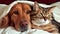 Generative AI, Furry Best Friends: A Cat and Dog Cuddle Up on a Cozy Bed