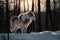 Generative AI. Gray wolf walks through a snowy winter forest. European wolf in natural habitat. Wild life