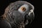 Generative AI. Head of Congo grey parrot on dark background. Portrait of bird