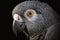 Generative AI. Head of Congo grey parrot on dark background. Portrait of bird