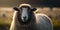 Generative AI illustration of domestic sheep with brown and white fur looking at camera against blurred backdrop of grassy