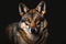 Generative AI illustration of a iberian wolf of Spain (European wolf) looking at camera against dark background