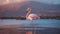 Generative ai illustration of standing pink flamingo in natural environment