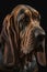 Generative AI illustration studio portrait style image of Bloodhound pedigree dog breed