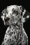 Generative AI illustration studio portrait style image of Dalmatian pedigree dog breed