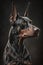 Generative AI illustration studio portrait style image of Doberman pedigree dog breed