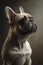 Generative AI illustration studio portrait style image of French Bulldog pedigree dog breed