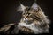 Generative AI illustration of studio portrait style image of Maine Coon pedigree domestic pet cat