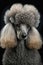 Generative AI illustration studio portrait style image of Poodle pedigree dog breed