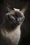 Generative AI illustration of studio portrait style image of Siamese pedigree domestic pet cat