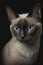 Generative AI illustration of studio portrait style image of Siamese pedigree domestic pet cat