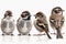 Generative AI. Illustration of three Eurasian Tree Sparrows, Passer montanus, isolated on white background