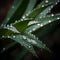 Generative AI, illustrations, Aloe Vera with fresh drops of water