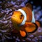 Generative AI illustrations, Orange nemo clown fish in the beautiful vivid green anemone.