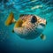 Generative AI illustrations, swimming tropical fish pufferfish