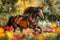 Generative AI Image of Brown Horse Equine Animal Running Fast in Flower Park in Spring