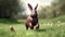 Generative Ai image of a chocolate easter bunny in grass