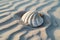 Generative AI Image of Clam Shell with Wavy Sand on Beach