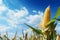 Generative AI Image of Corn Plants in Agricultural Field on Sunny Day
