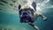 Generative Ai image of a french bulldog swimming