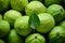 Generative AI Image of Harvesting Fresh Green Guavas Fruit in the Garden