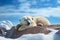 Generative AI Image of Polar Bear Sleeping on a Rock in Winter Season