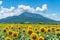 Generative AI Image of Sunflower Field with View of Mountain Hill in Spring