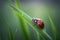 Generative AI. Ladybug on a blade of grass