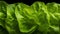 Generative AI, Lettuce macro photorealistic illustration, agricultural plants. Nature organic healthy farm food concept,