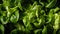 Generative AI, Lettuce macro photorealistic illustration, agricultural plants. Nature organic healthy farm food concept,
