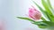 Generative AI pink tulip with leaves on light background in blur texture filter business concept.