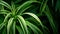 Generative AI Plant long straight leaves Beautiful Green plant for home decoration closeup picture of Chlorophytum
