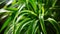 Generative AI Plant long straight leaves Beautiful Green plant for home decoration closeup picture of Chlorophytum