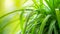 Generative AI Plant long straight leaves Beautiful Green plant for home decoration closeup picture of Chlorophytum