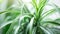 Generative AI Plant long straight leaves Beautiful Green plant for home decoration closeup picture of Chlorophytum