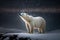 Generative AI. Polar bear on iceberg on drift ice in Antarctica nature habitat. Wildlife scene from nature and animal behavior in