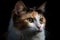 Generative AI. Portrait of a calico cat . Calico cats are domestic cats with a spotted or particolored coat that is predominantly