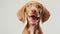 Generative AI Portrait closeup happy Vizsla puppy dog smiling Isolated on white grey background business concept.